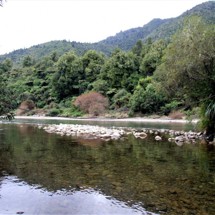Tauranga Stream