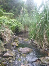 Wahitapu Stream
