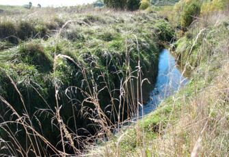 Sandy Creek upstream of Mahiaruhe Stream