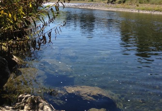 Pohangina at Mais Reach