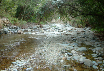 Brook at Motor Camp (1)