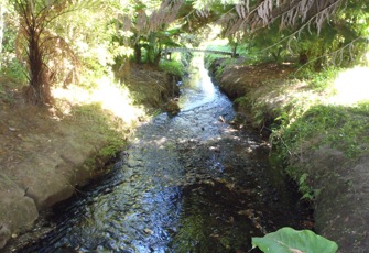 Patiki Stream at Kawiu Road