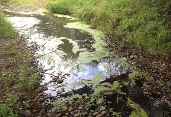 Rangitawa Stream at us Halcombe oxpond