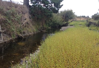 Tutaenui Stream at u/s Marton STP