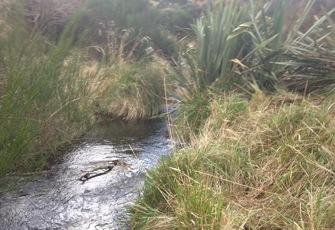 Waitangi at u/s Waiouru STP