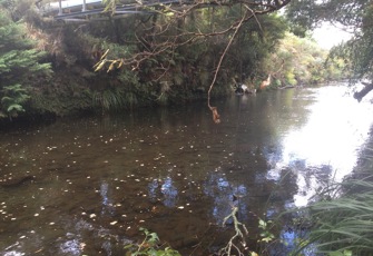 Mangawhero at u/s Ohakune STP