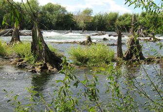 Rangitaiki River at Te Teko Bridge 002