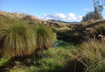 Taharua Stream at Wairango Rd