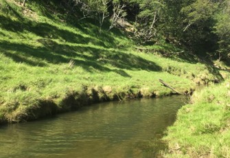 Taurekaitai Stream at Wallingford