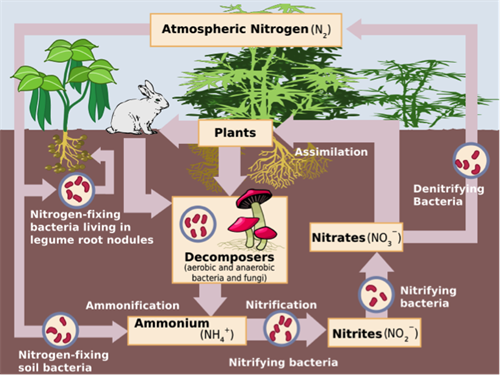 Nitrogen cycle