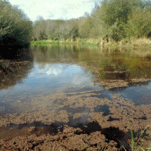 Piako River