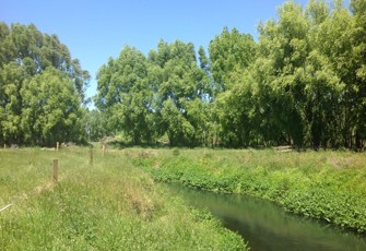 Tutaekuri Waimate Stm at Chesterhope