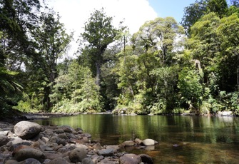 Waipoua River at SH12