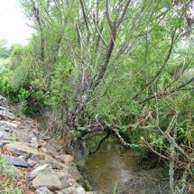 Linkwater Stream