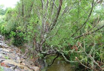 Duncan Stream at Outlet