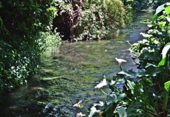 Murphys Creek at Nelson Street