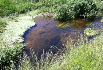 Mangarangiora Trib at US Norsewood STP