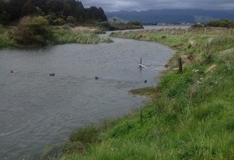 Hokio at Lake Horowhenua