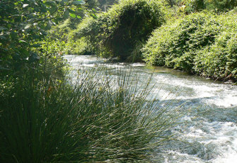 Puarenga Stream at FRI