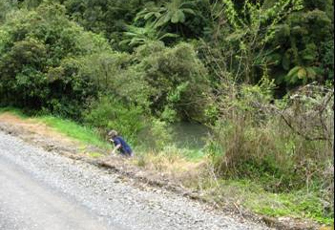 Awakino River at Gribbon Road