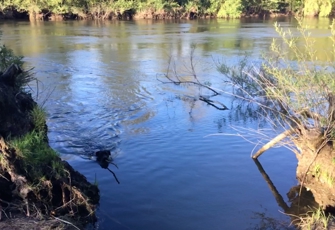 Waikato River at Horotiu Br