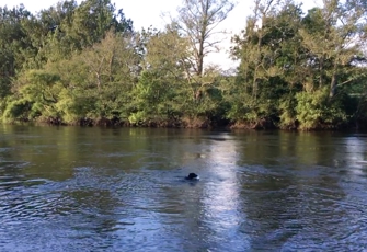 Waikato River at Horotiu Br 2