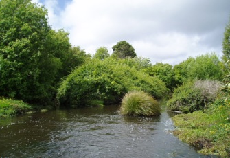 Bradshaws Creek downstream view