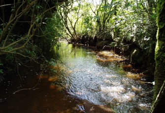 Page Stream @ Chasm Creek walkway