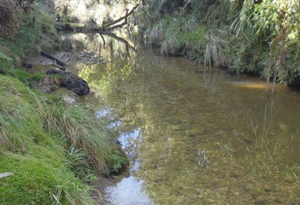 Sawyers Creek @ Bush Fringe