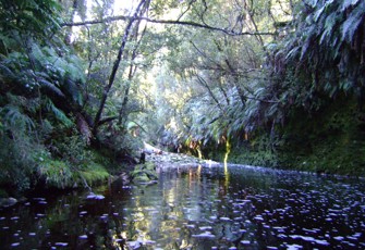 Okutua Stream @ New Rd Br Okarito Forest