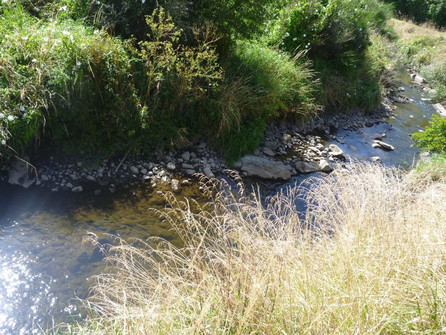 Kaikorai Stream