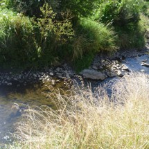 Kaikorai Stream