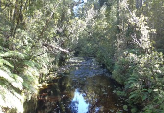 Okutua Stream @ New Rd Br-Okarito Forest