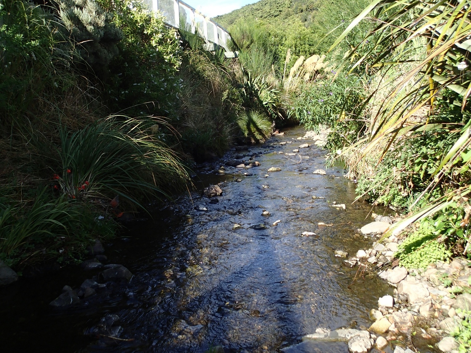 Karori Stream