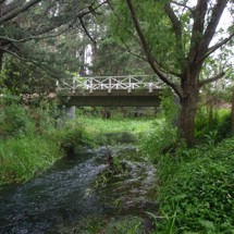 Waitangi Stream