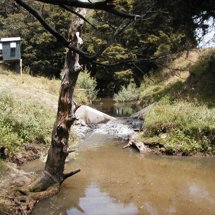 Kaukapakapa River