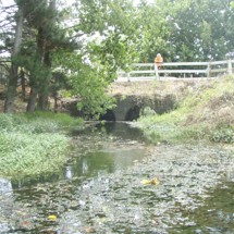 Whangamairie Stream