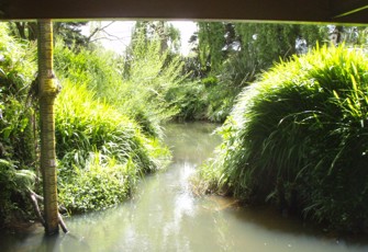 matakana