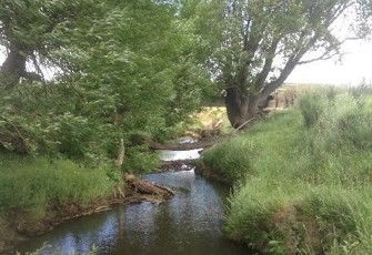 Waianiwaniwa River at Auchenflower Road