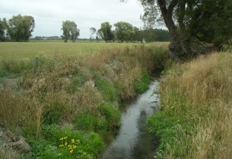 Taranaki Creek site