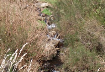 Mimihau Stream Tributary at Venlaw Forest