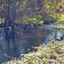 Waitahanui