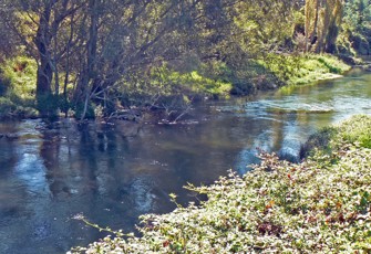 Waitahanui