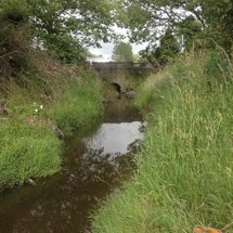 Taitarakihi
