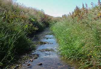 Oteramika Stream at Seaward Downs