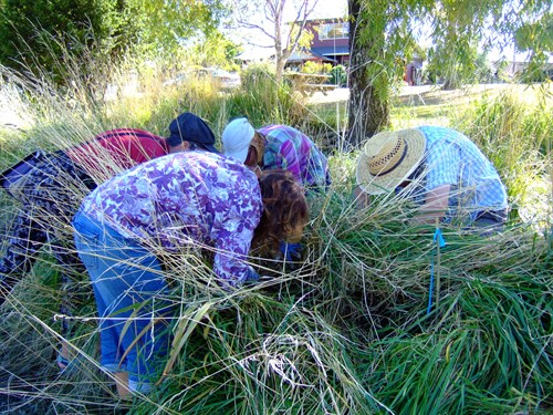 Looking for the Inanga (whitebait) eggs