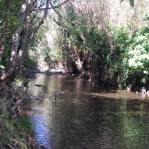 Purau Stream