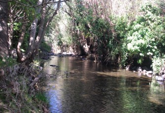 Purau Stream site