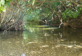 Blue Duck Creek looking upstream from site
