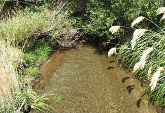 Waiarua